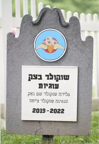 שוקולד בצק עוגיות